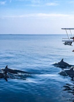 Dolphin Cruise